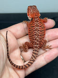RM938, female, leatherback, possible het Witblits, possible het hypo, 50% Red Monster bearded dragon for sale