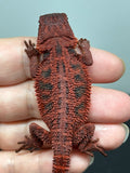 RM939, female, trans, 75% Red Monster bearded dragon for sale