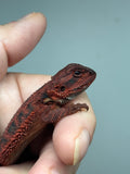 RM939, female, trans, 75% Red Monster bearded dragon for sale