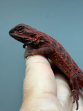 RM939, female, trans, 75% Red Monster bearded dragon for sale