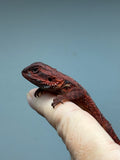 RM939, female, trans, 75% Red Monster bearded dragon for sale