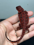 RM939, female, trans, 75% Red Monster bearded dragon for sale