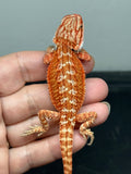 RM940, male, hypo, 75% Red Monster bearded dragon for sale