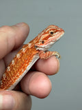 RM940, male, hypo, 75% Red Monster bearded dragon for sale