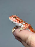 RM940, male, hypo, 75% Red Monster bearded dragon for sale