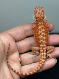 RM940, male, hypo, 75% Red Monster bearded dragon for sale
