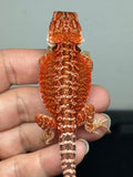 RM941, female, possible het hypo, possible het Witblits, 50% Red Monster bearded dragon for sale