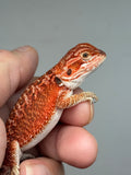 RM941, female, possible het hypo, possible het Witblits, 50% Red Monster bearded dragon for sale