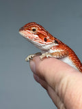 RM941, female, possible het hypo, possible het Witblits, 50% Red Monster bearded dragon for sale