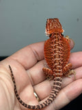 RM941, female, possible het hypo, possible het Witblits, 50% Red Monster bearded dragon for sale