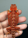 RM942, male, possible het hypo, possible het Witblits, 50% Red Monster bearded dragon for sale
