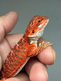 RM942, male, possible het hypo, possible het Witblits, 50% Red Monster bearded dragon for sale