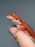 RM942, male, possible het hypo, possible het Witblits, 50% Red Monster bearded dragon for sale