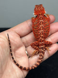 RM942, male, possible het hypo, possible het Witblits, 50% Red Monster bearded dragon for sale