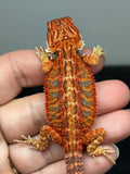 RM943, female, hypo, blue bar, 50% Red Monster bearded dragon for sale