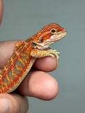 RM943, female, hypo, blue bar, 50% Red Monster bearded dragon for sale