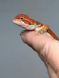 RM943, female, hypo, blue bar, 50% Red Monster bearded dragon for sale