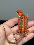 RM943, female, hypo, blue bar, 50% Red Monster bearded dragon for sale