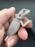 #1565, male, hypo, Zero Bearded Dragon for sale