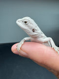 #1565, male, hypo, Zero Bearded Dragon for sale