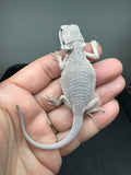 #1565, male, hypo, Zero Bearded Dragon for sale