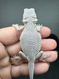 #1565, male, hypo, Zero Bearded Dragon for sale