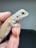 #1566, female, hypo, Witblits Bearded dragon for sale