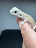 #1566, female, hypo, Witblits Bearded dragon for sale
