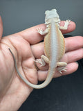 #1566, female, hypo, Witblits Bearded dragon for sale