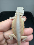 #1566, female, hypo, Witblits Bearded dragon for sale