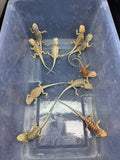 G185, 10 Bearded Dragon wholesale group for sale