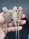 G185, 10 Bearded Dragon wholesale group for sale