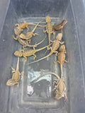 G186, 10 Bearded Dragon wholesale group for sale