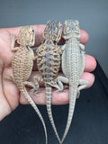 G186, 10 Bearded Dragon wholesale group for sale