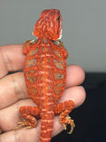 RM944, female, hypo, leatherback, blue bar,  50% Red Monster bearded dragon for sale