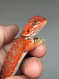RM944, female, hypo, leatherback, blue bar,  50% Red Monster bearded dragon for sale