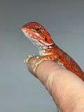 RM944, female, hypo, leatherback, blue bar,  50% Red Monster bearded dragon for sale