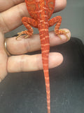 RM944, female, hypo, leatherback, blue bar,  50% Red Monster bearded dragon for sale