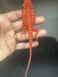 RM944, female, hypo, leatherback, blue bar,  50% Red Monster bearded dragon for sale