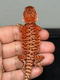 RM945, female, leatherback, possible het hypo, possible het Witblits, 50% Red Monster bearded dragon for sale
