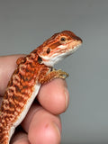 RM945, female, leatherback, possible het hypo, possible het Witblits, 50% Red Monster bearded dragon for sale