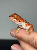 RM945, female, leatherback, possible het hypo, possible het Witblits, 50% Red Monster bearded dragon for sale