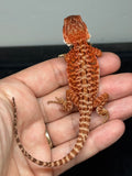 RM945, female, leatherback, possible het hypo, possible het Witblits, 50% Red Monster bearded dragon for sale