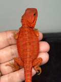 RM946, male, hypo, trans, possible het Witblits, 50% Red Monster bearded dragon for sale