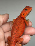 RM946, male, hypo, trans, possible het Witblits, 50% Red Monster bearded dragon for sale