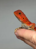 RM946, male, hypo, trans, possible het Witblits, 50% Red Monster bearded dragon for sale
