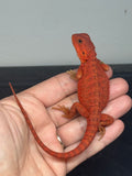 RM946, male, hypo, trans, possible het Witblits, 50% Red Monster bearded dragon for sale