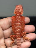 RM947, Female, hypo, 50% Red Monster bearded dragon for sale