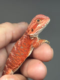 RM947, Female, hypo, 50% Red Monster bearded dragon for sale