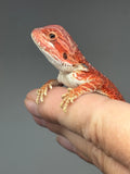 RM947, Female, hypo, 50% Red Monster bearded dragon for sale